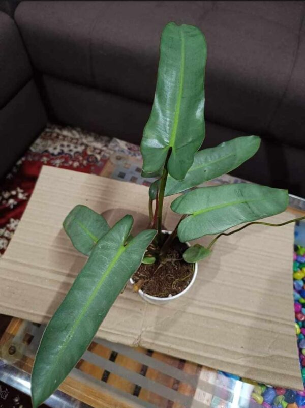 Philodendron Atabapoense - Image 2
