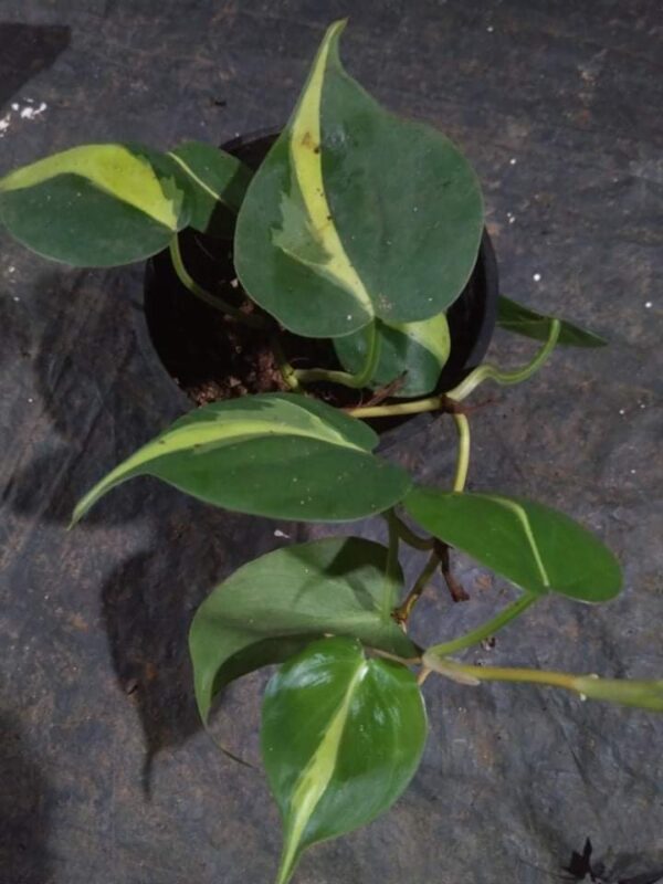 Brazilian Philodendron - Image 2