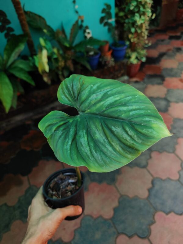 Philodendron Plowmani - Image 2