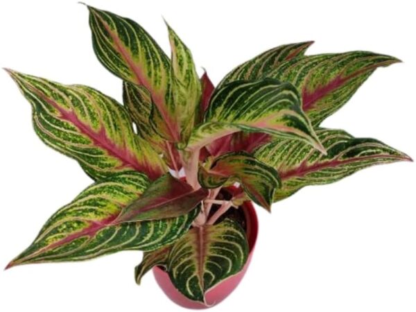 AGLONEMA RED PANAMA