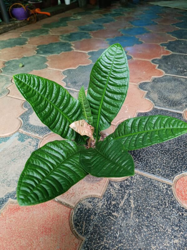 Anthurium Reflexinervium - Image 2