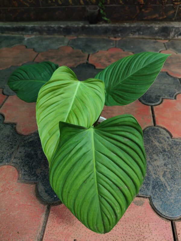 Philodendron Fuzzy Petiole - Image 2