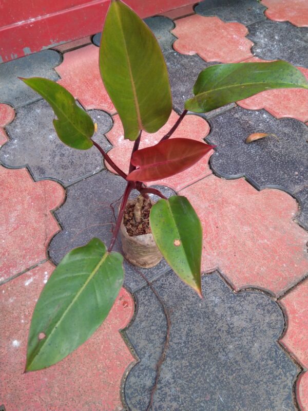 Philodendron Red sunset - Image 3