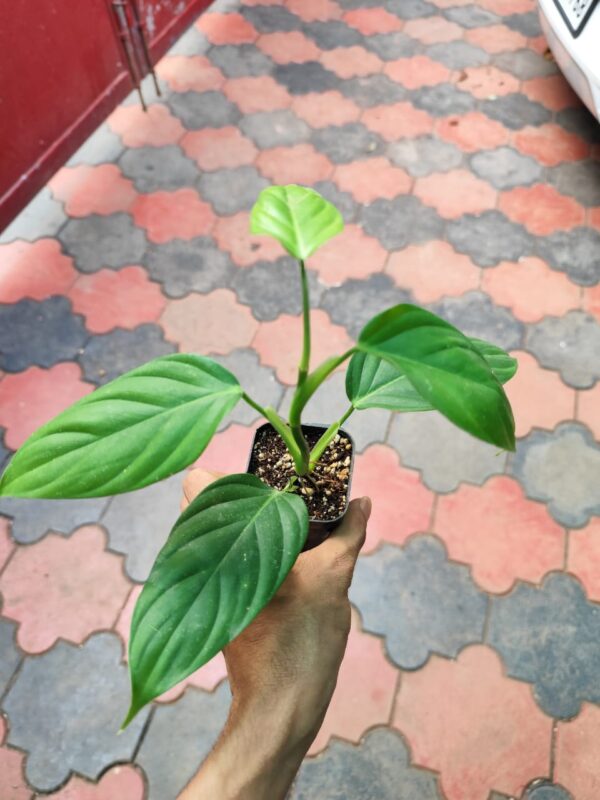 Philodendron Angel Big Size - Image 2