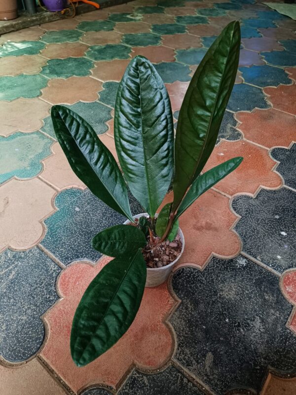 Anthurium Superbum Dark Narrow Form