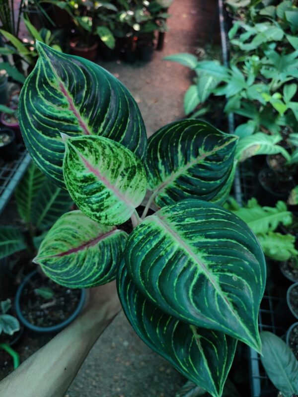 Aglonema Siam Diamond