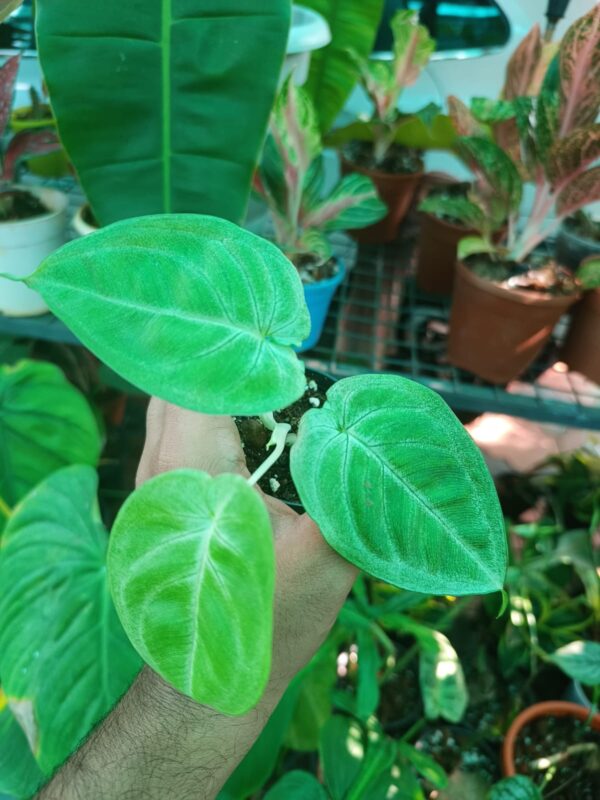 Syngonium Macrophyllum Frosted Heart - Image 3