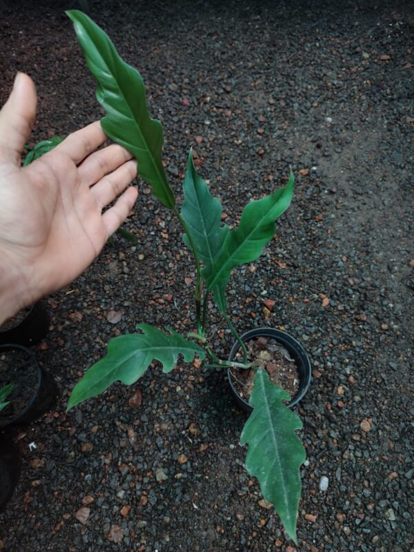 Philodendron Jungle Boogie - Image 2