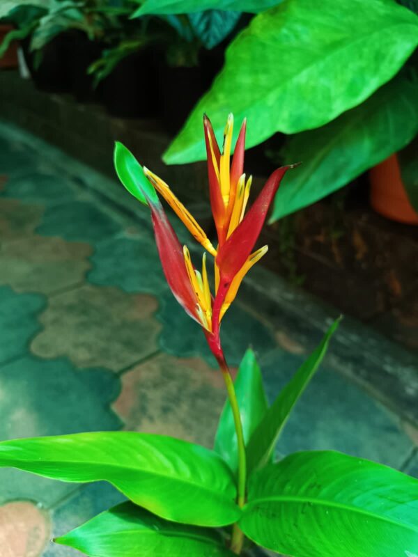 Heliconia Psittacorum - Image 3