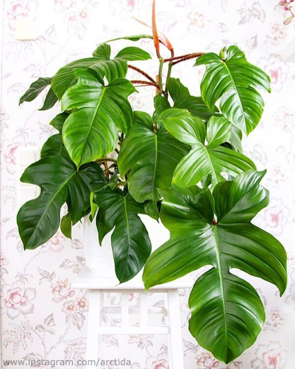 Philodendron Squamiferum