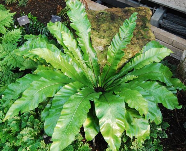 BIRD NEST FERN