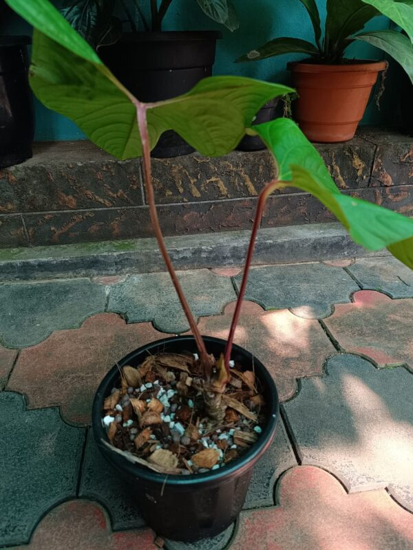 Anthurium Sagitatum Red Sinus - Image 2