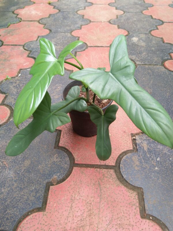 Philodendron Violin - Image 2
