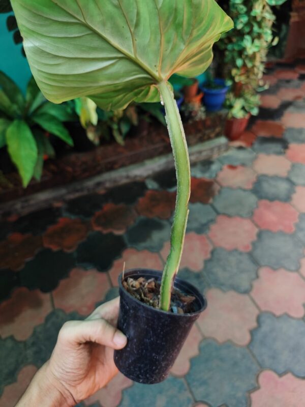 Philodendron Plowmani - Image 3