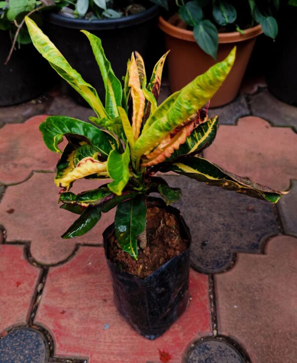 CROTON 11